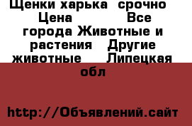 Щенки харька! срочно. › Цена ­ 5 000 - Все города Животные и растения » Другие животные   . Липецкая обл.